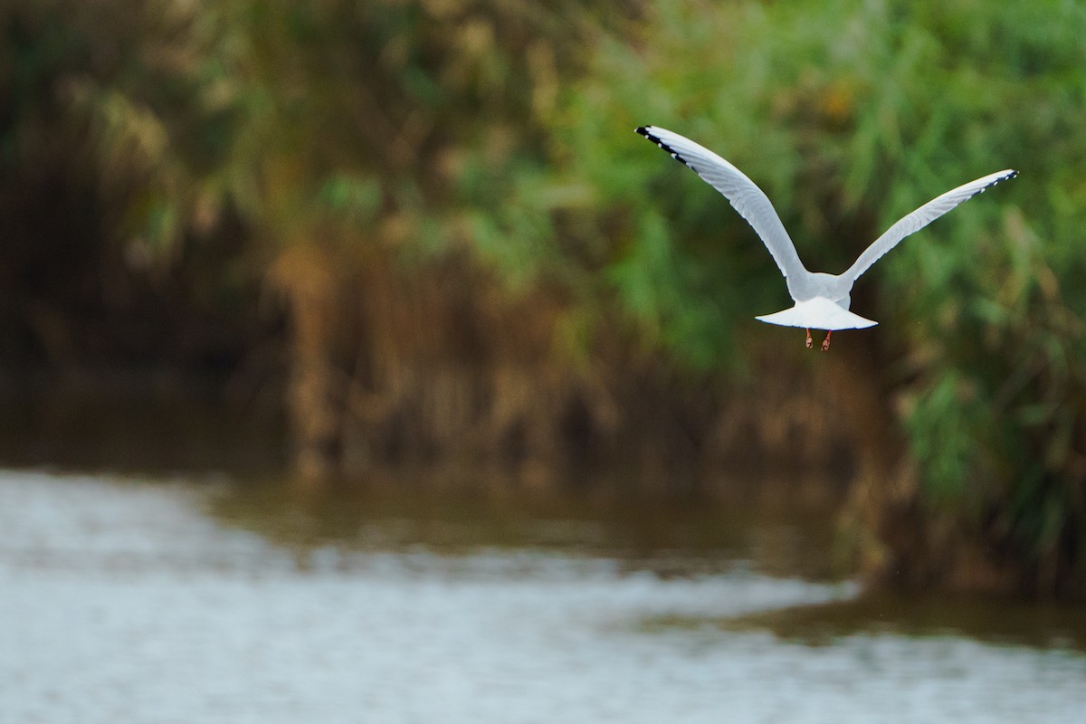 Black-headed Gull - ML642246424