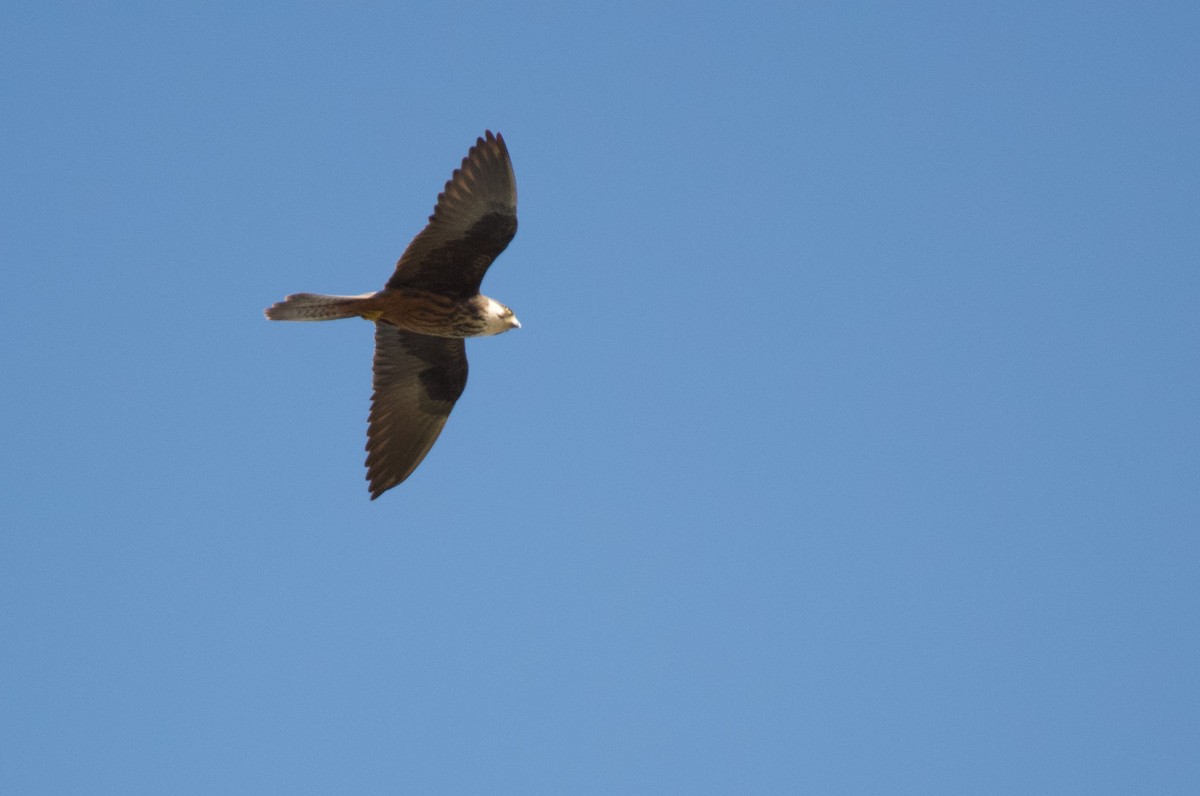 Eleonora's Falcon - ML642246426