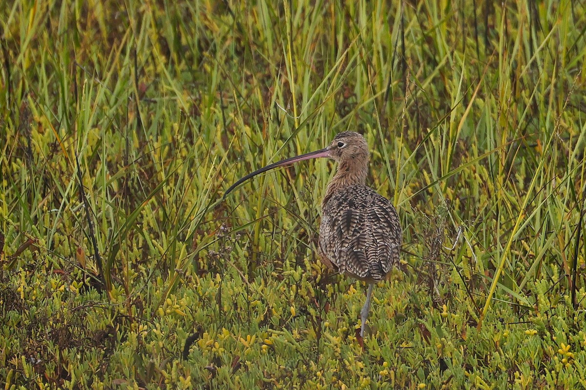 Long-billed Curlew - ML642246428