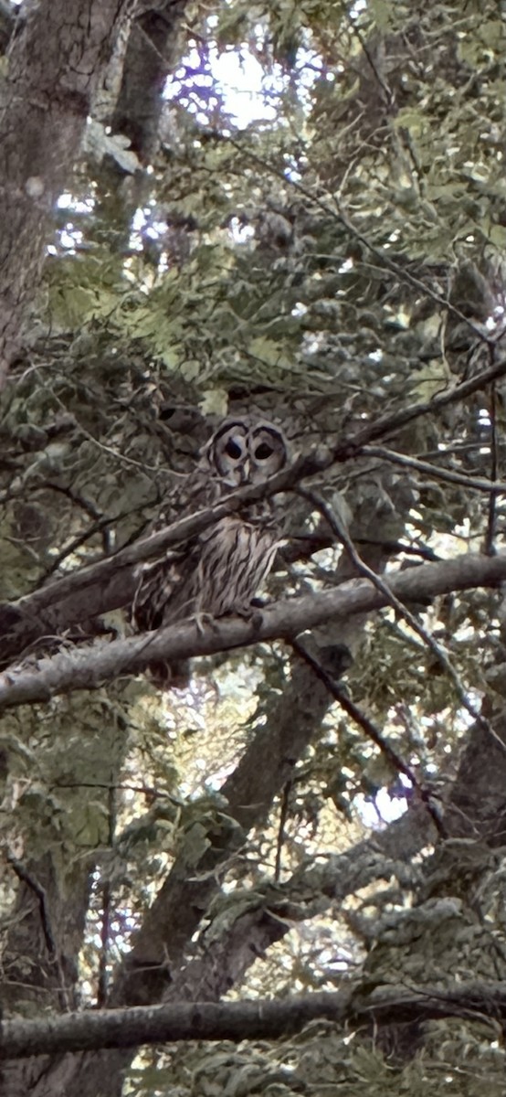 Barred Owl - ML642246429