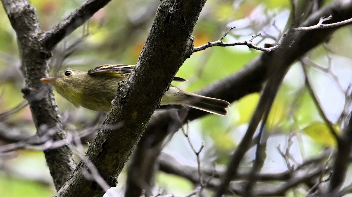 Yellow-bellied Flycatcher - ML642246430