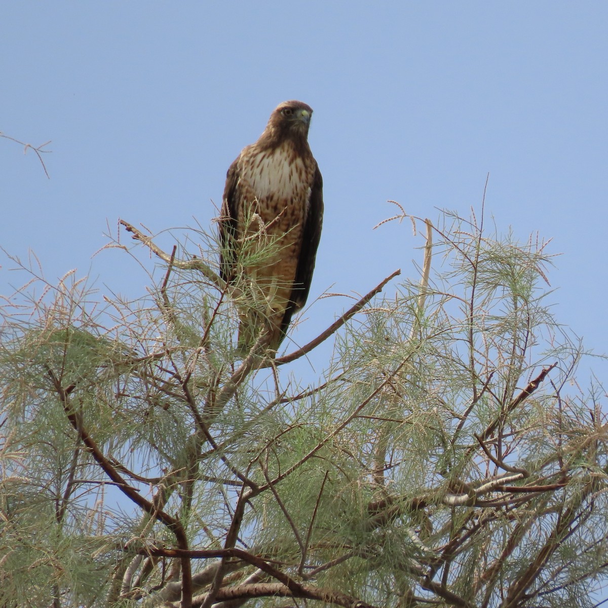 Red-tailed Hawk - ML642246431