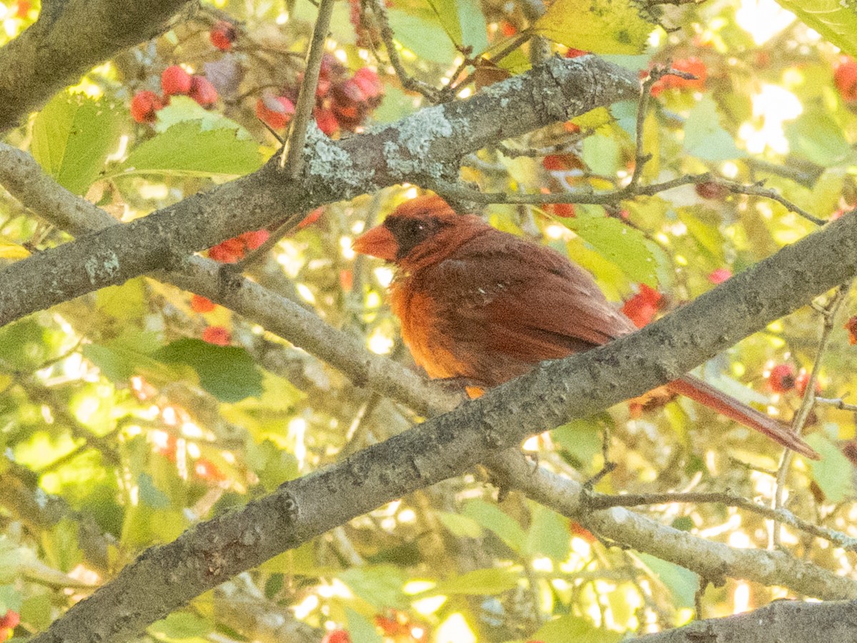 Northern Cardinal - ML642246432