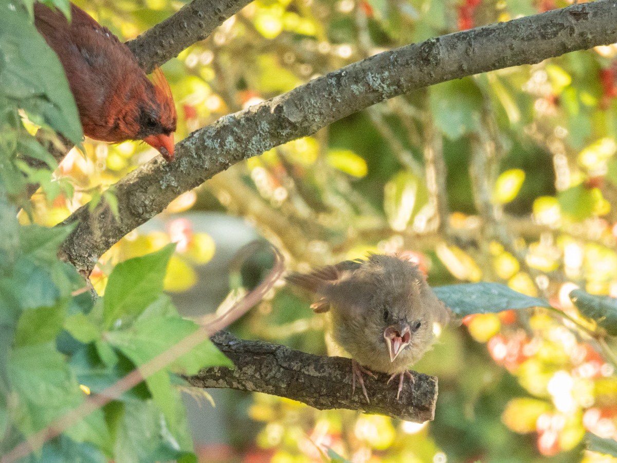 Northern Cardinal - ML642246433