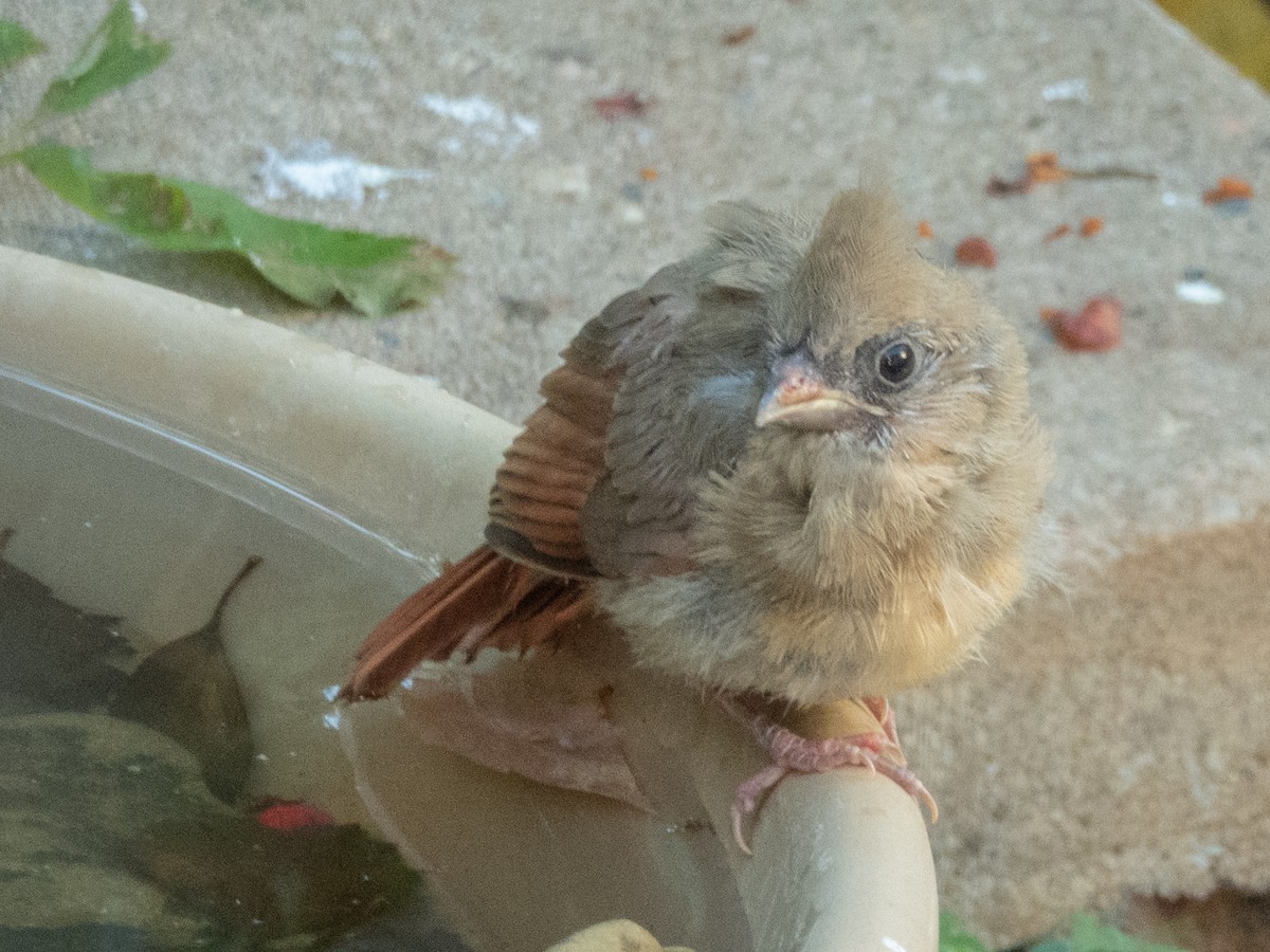 Northern Cardinal - ML642246434