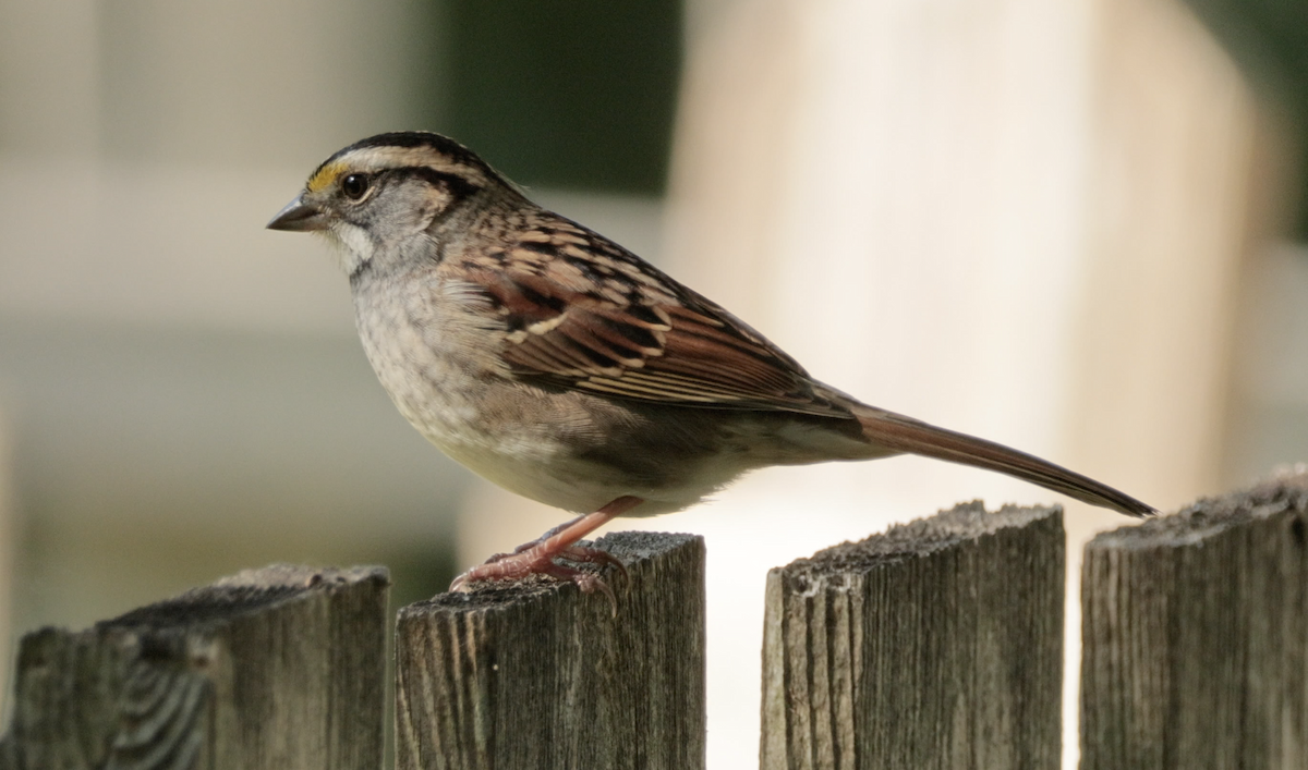 White-throated Sparrow - ML642246435
