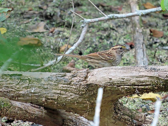 White-throated Sparrow - ML642246436