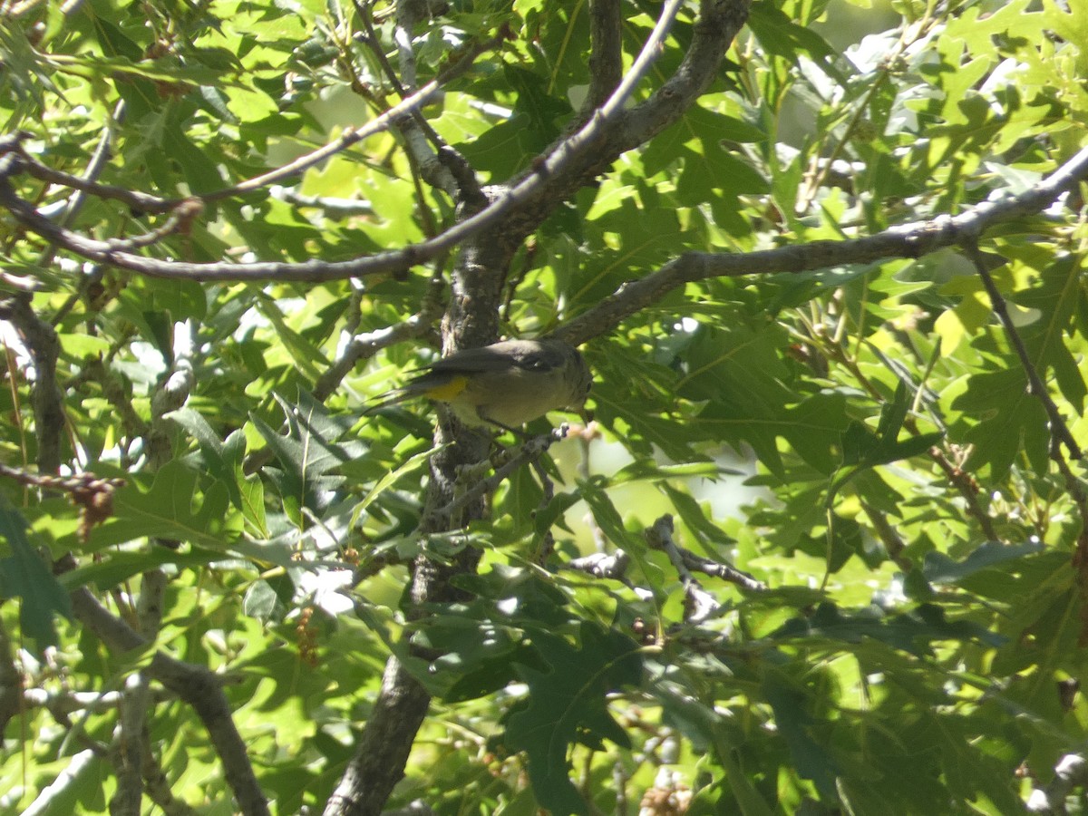 Virginia's Warbler - ML642246440