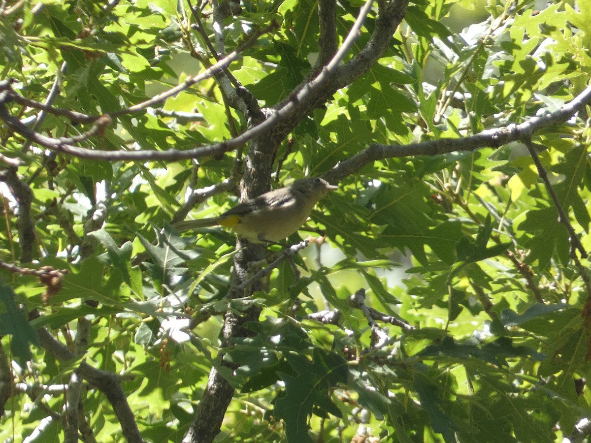 Virginia's Warbler - ML642246441