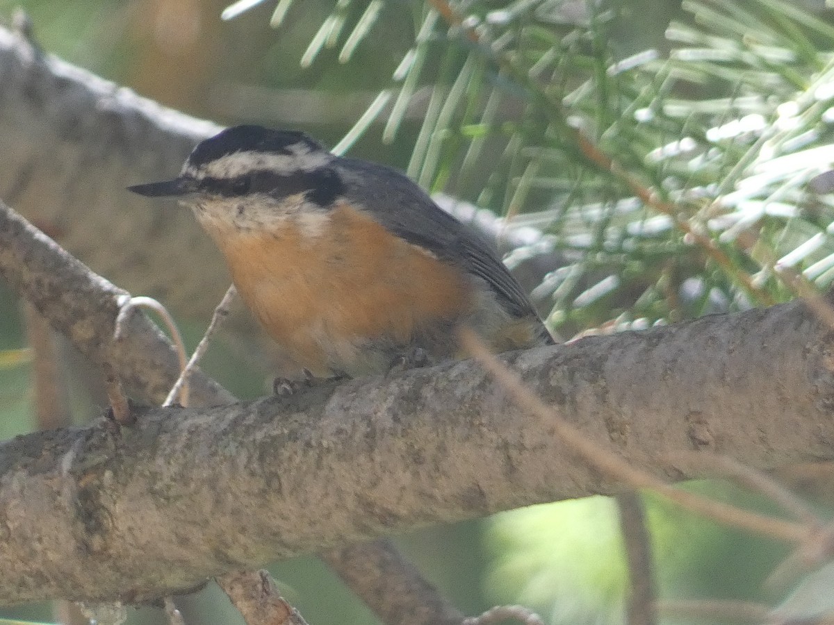 Red-breasted Nuthatch - ML642246448