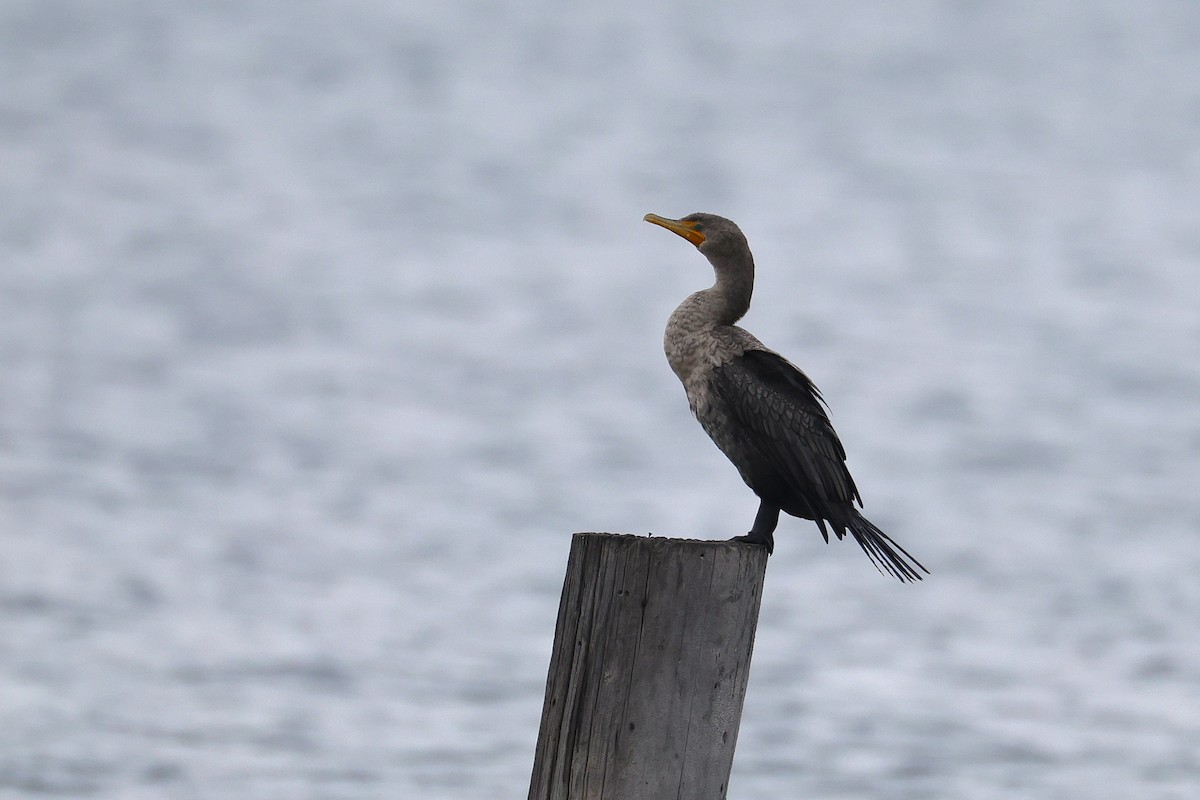 Cormorán Orejudo - ML642246464