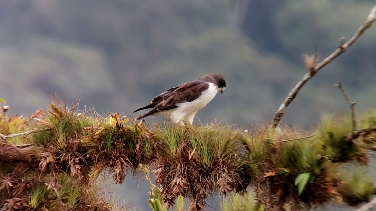 Short-tailed Hawk - ML642246469