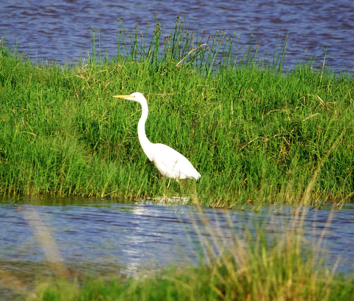 Yellow-billed Egret - ML642246473