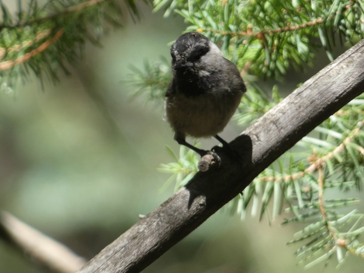 Mountain Chickadee - ML642246480