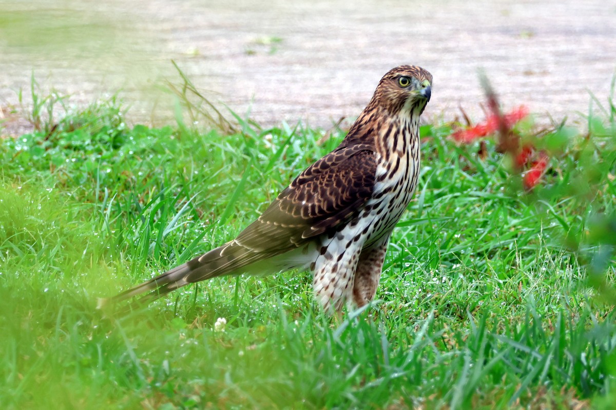 Cooper's Hawk - ML642246487