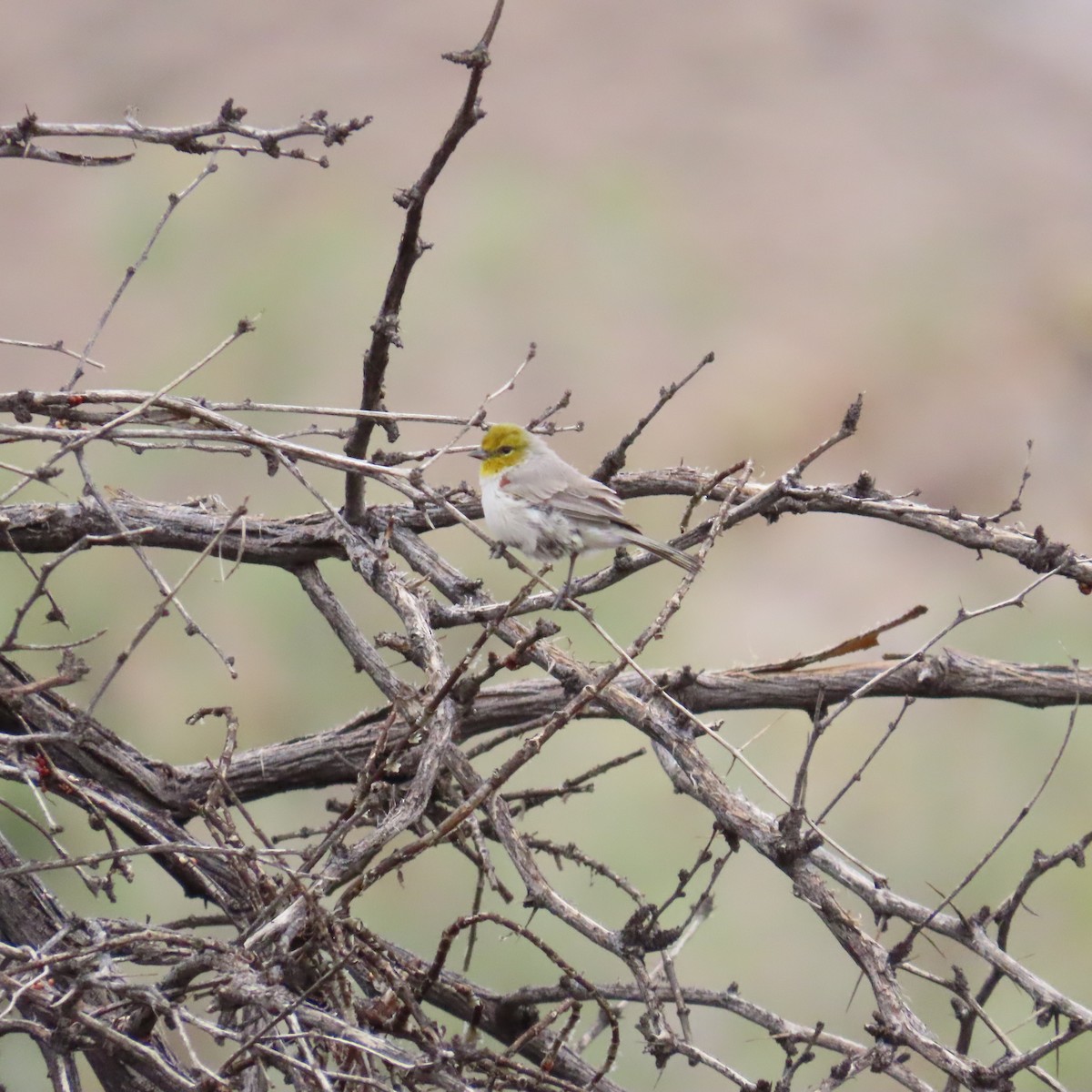 Verdin - ML642246501