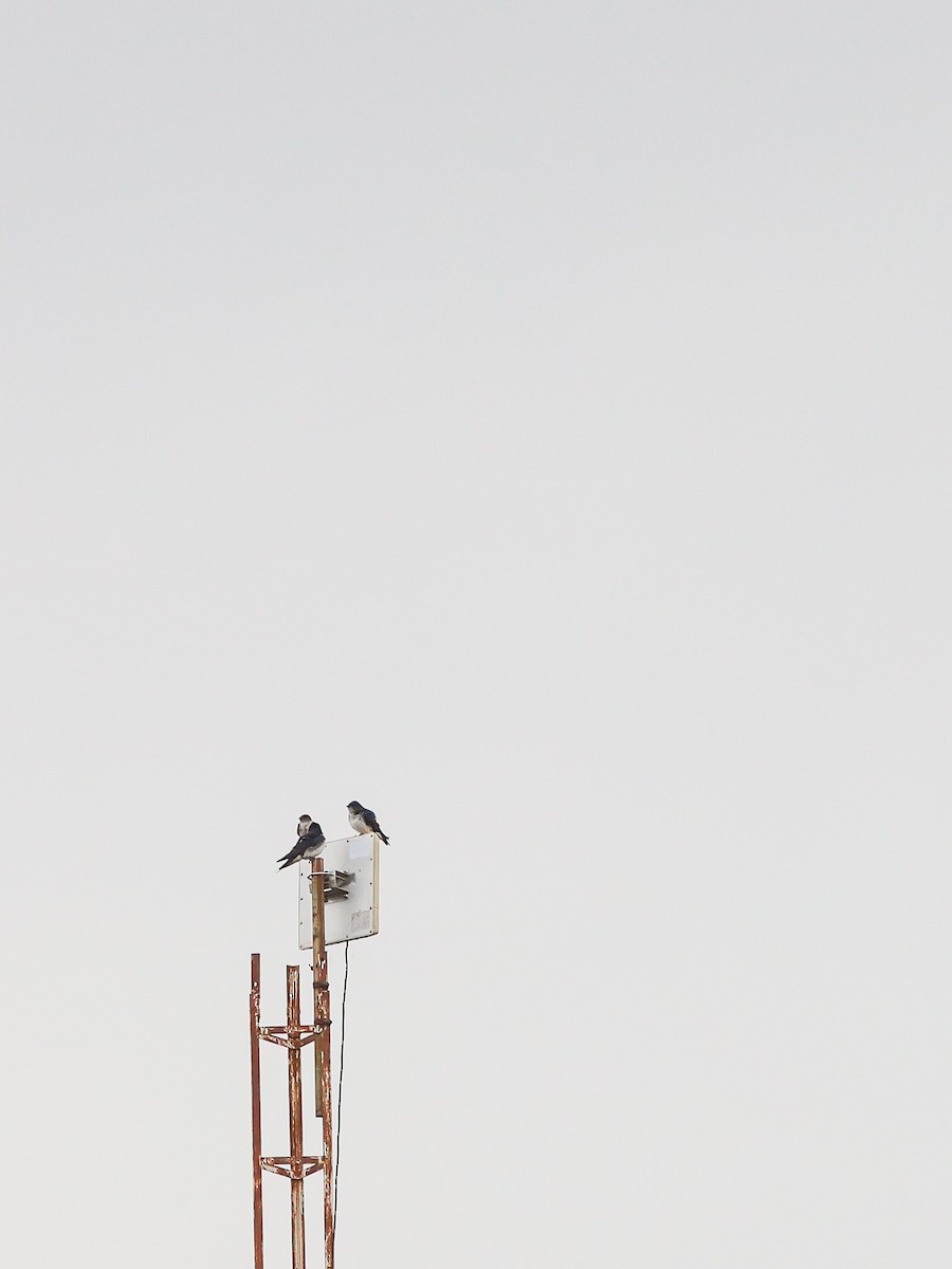 Gray-breasted Martin - ML642246531