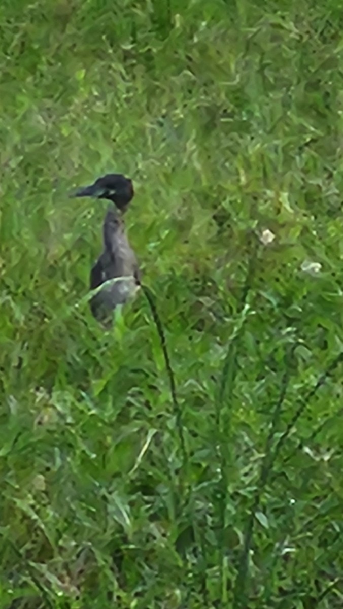 Yellow-crowned Night Heron - ML642246535