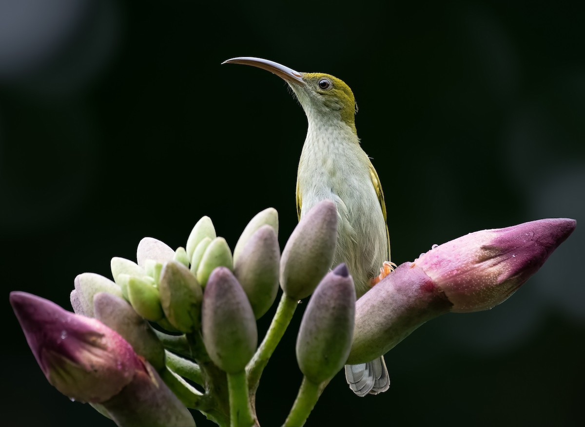 Gray-breasted Spiderhunter - ML642246538
