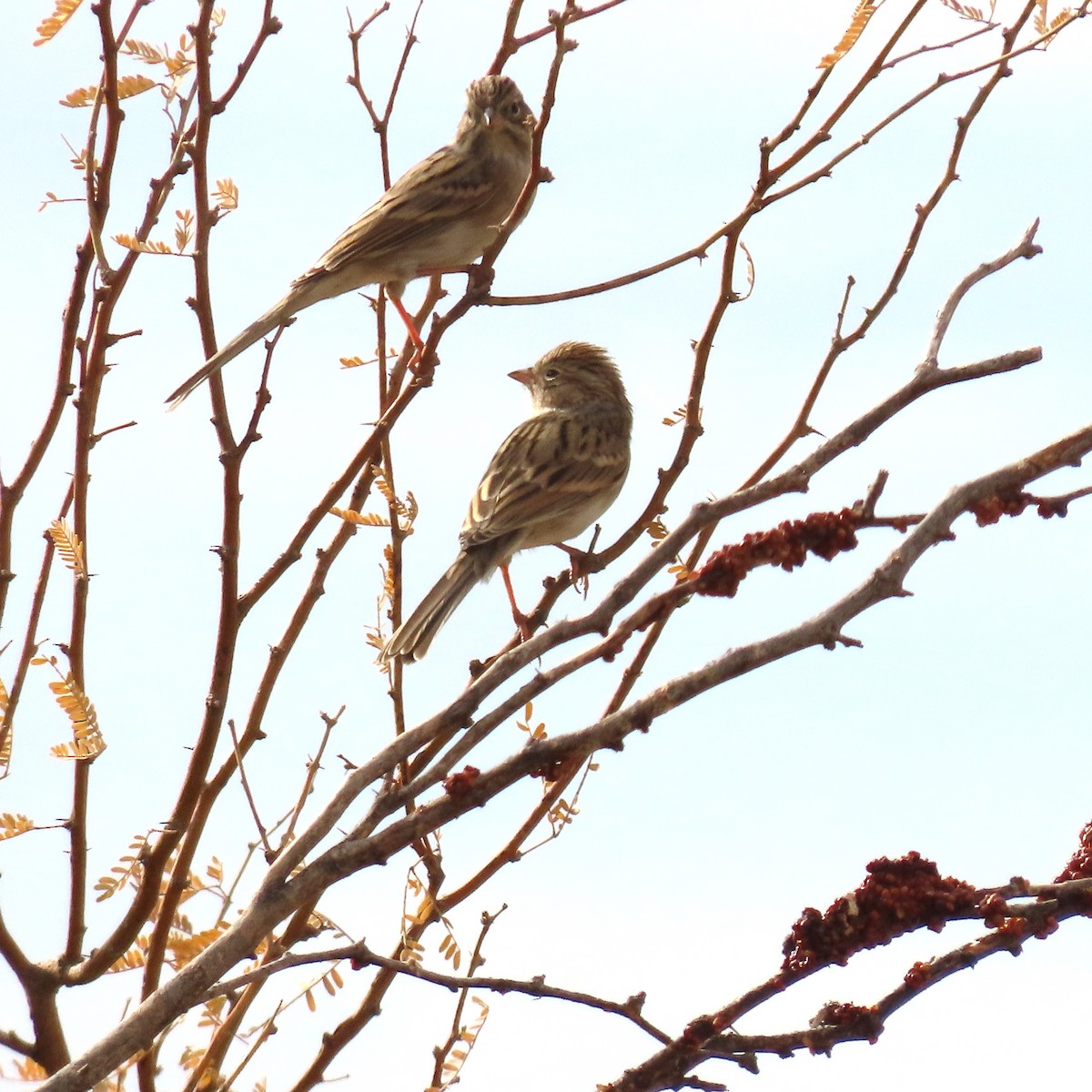Brewer's Sparrow - ML642246539