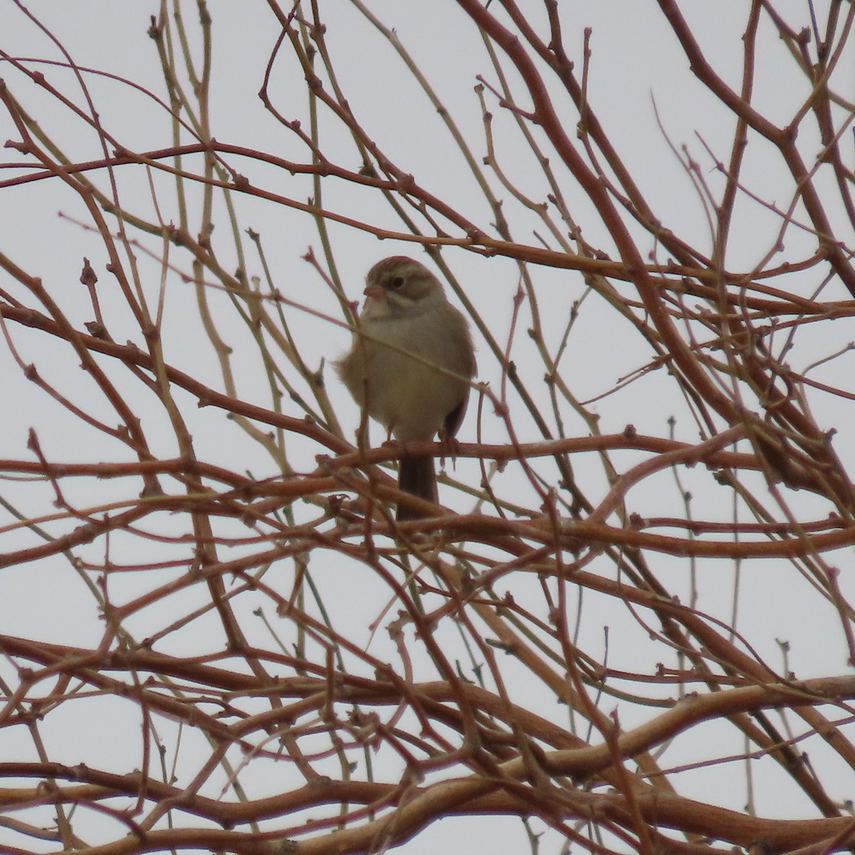 Brewer's Sparrow - ML642246540