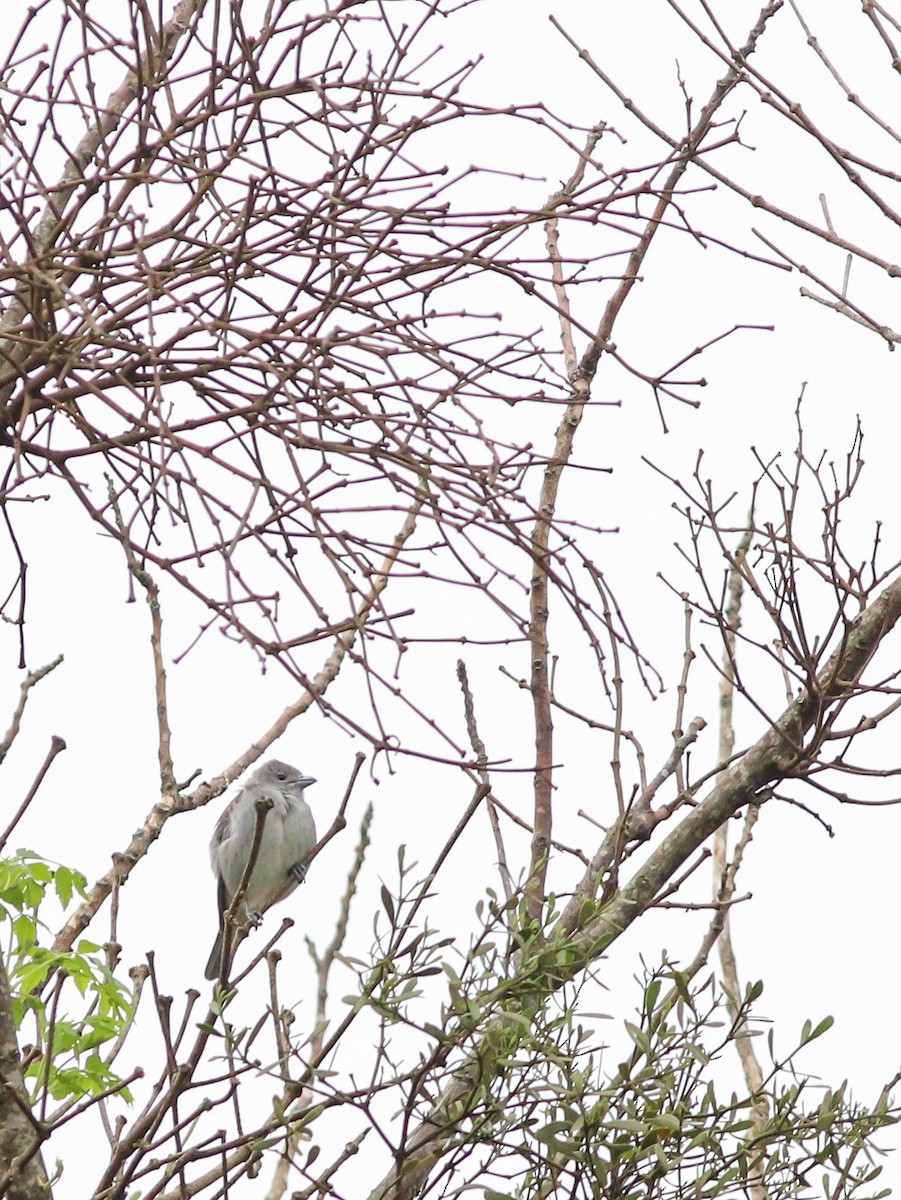Sayaca Tanager - ML642246557