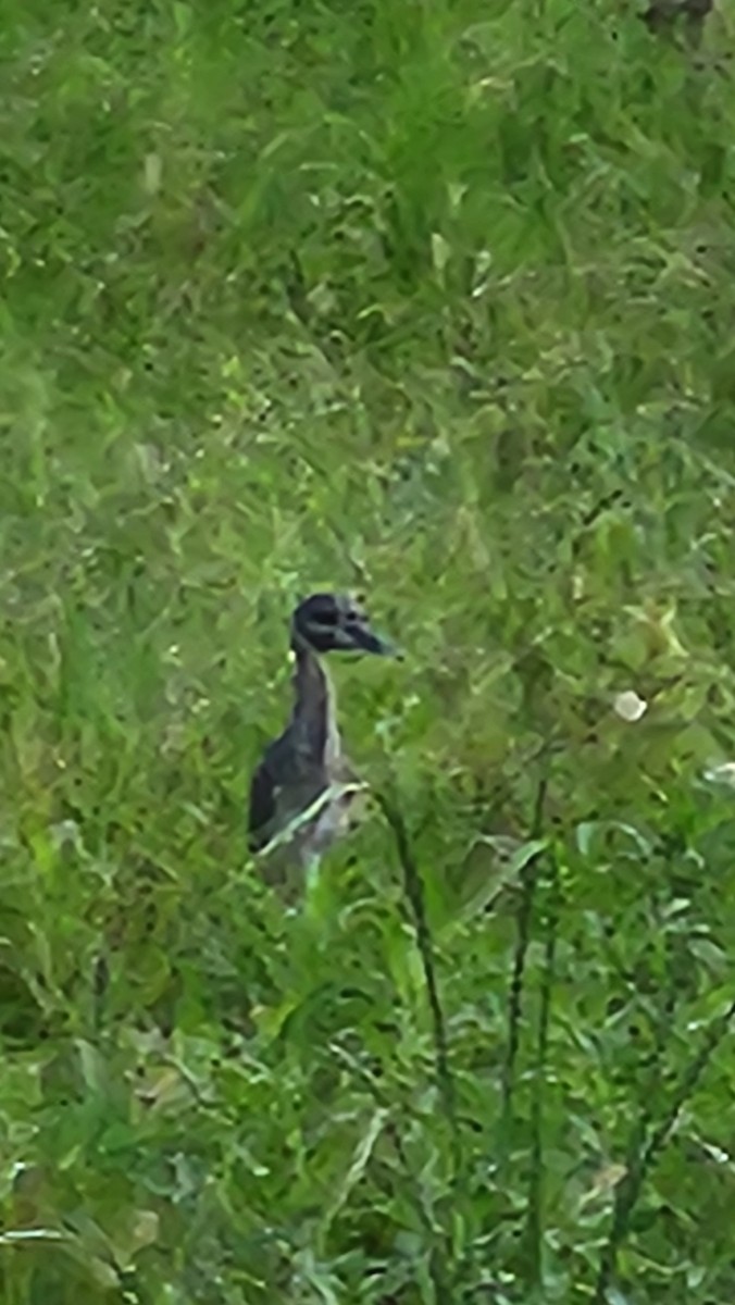 Yellow-crowned Night Heron - ML642246565