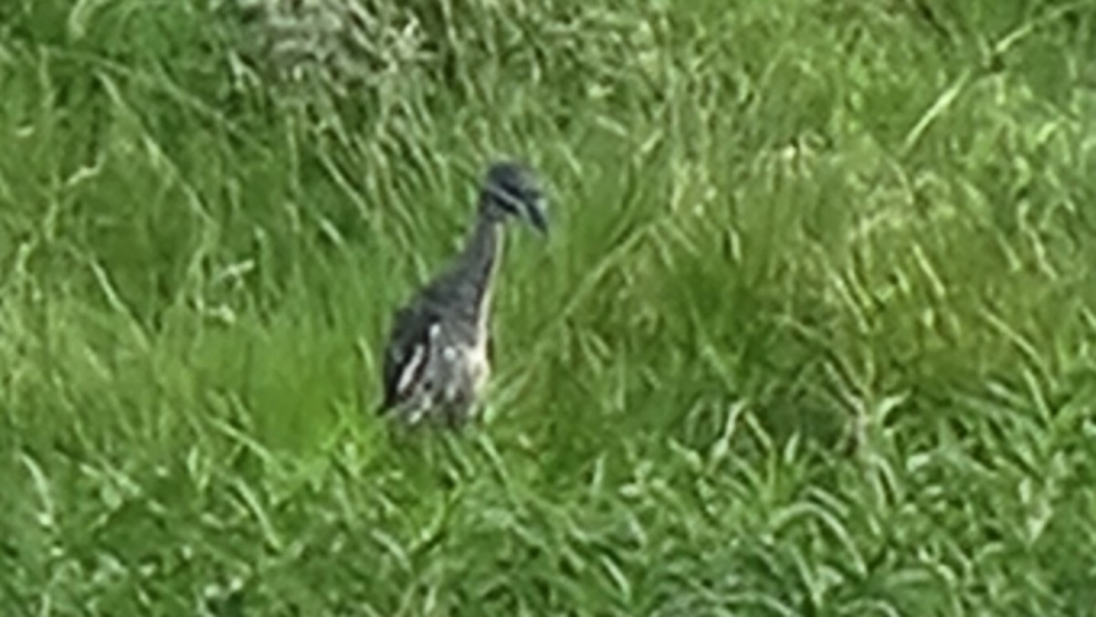 Yellow-crowned Night Heron - ML642246585