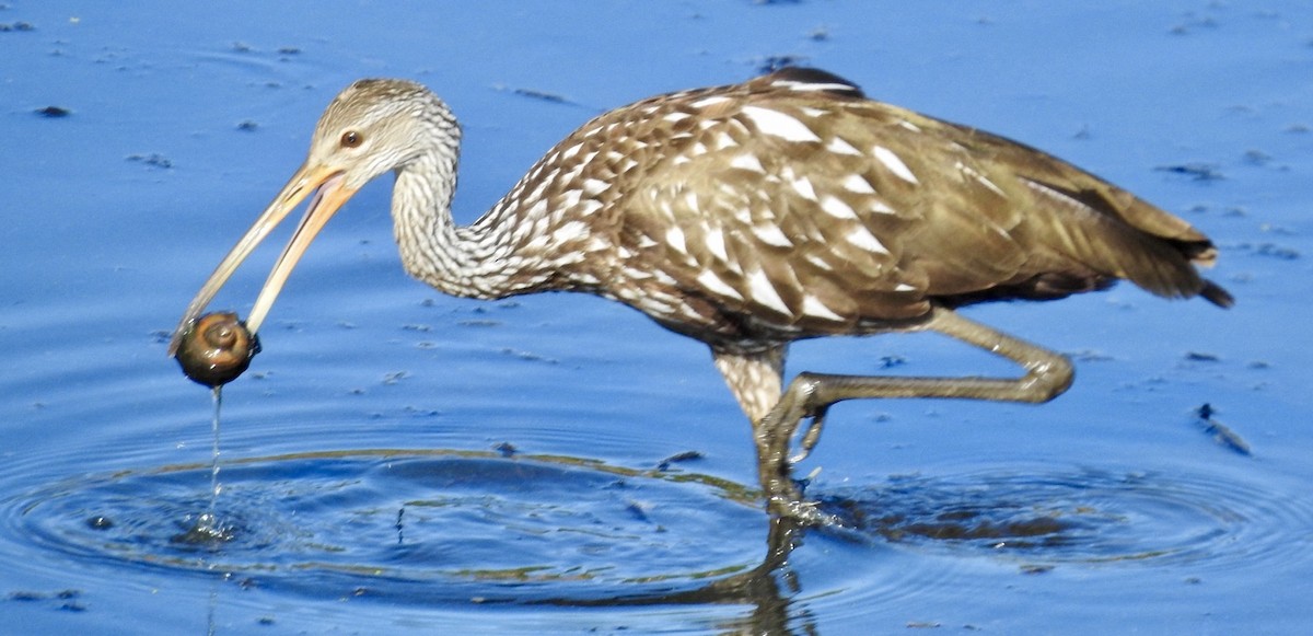 Limpkin - ML642246600