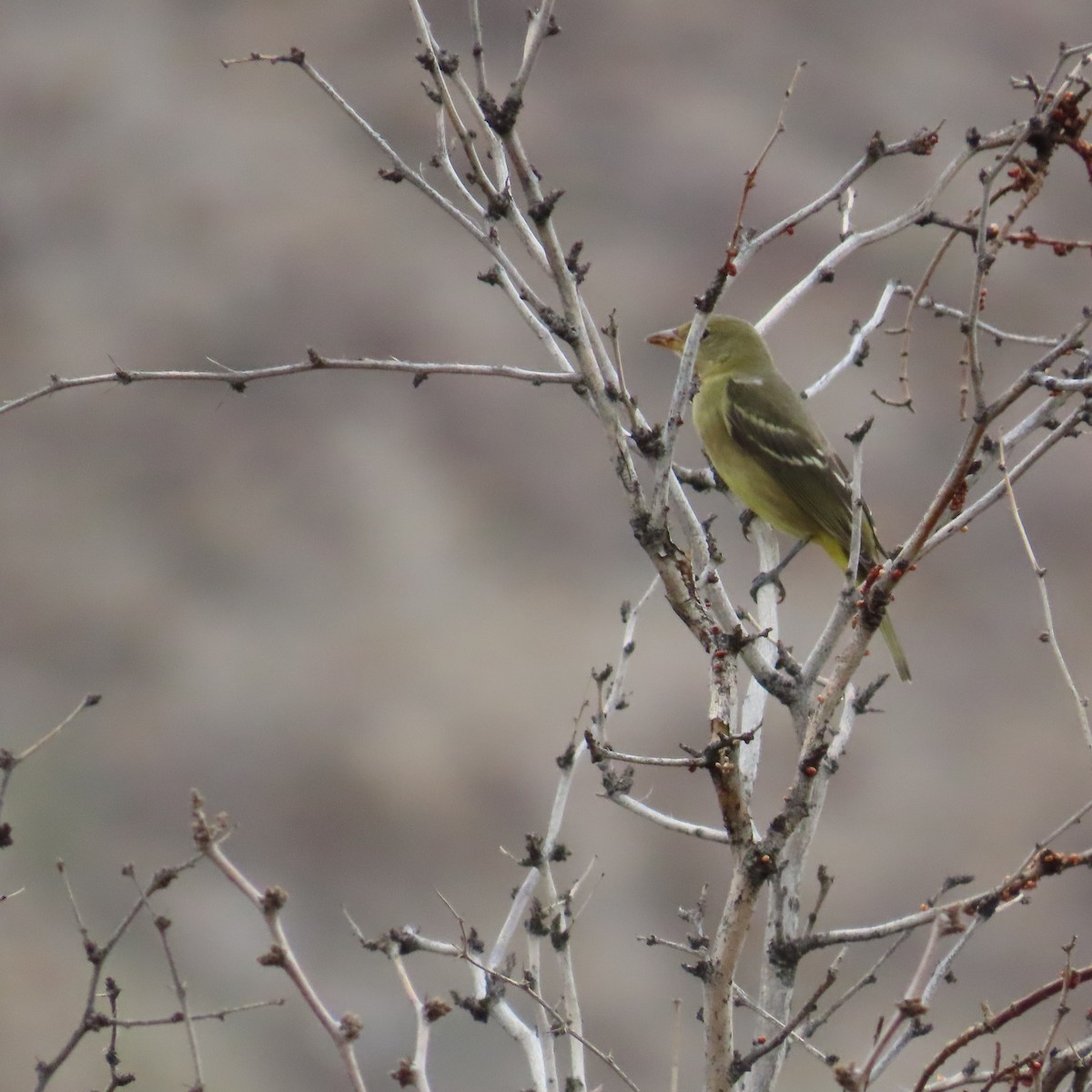 Western Tanager - ML642246620
