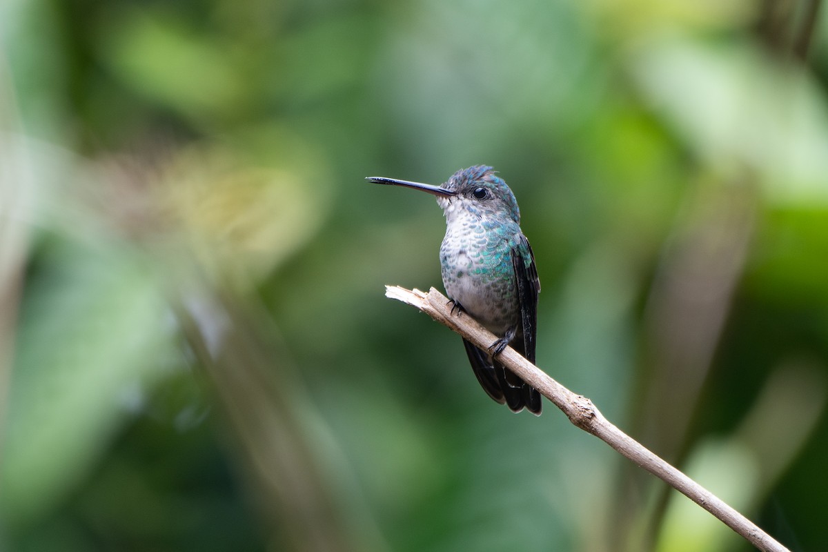 Golden-tailed Sapphire - ML642246632