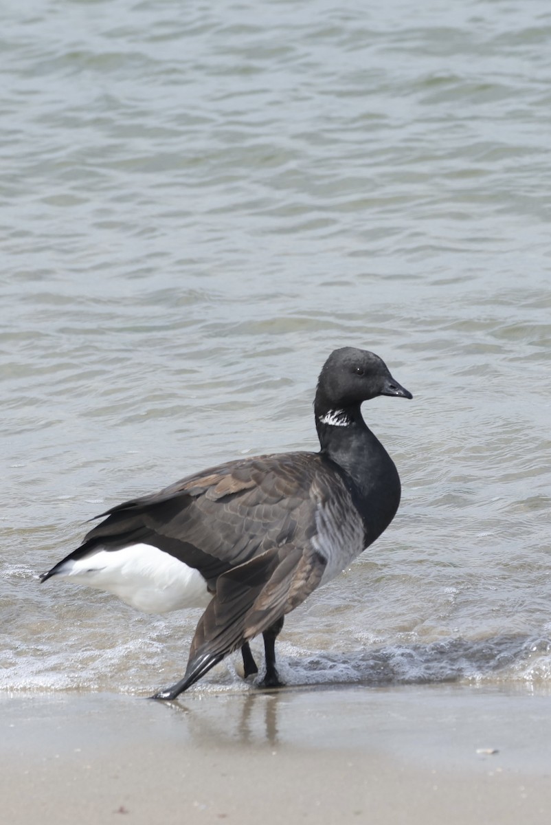Brant (Atlantic) - ML642246635