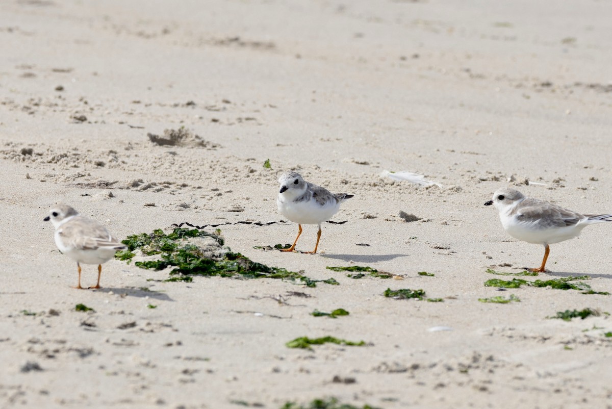 Piping Plover - ML642246645