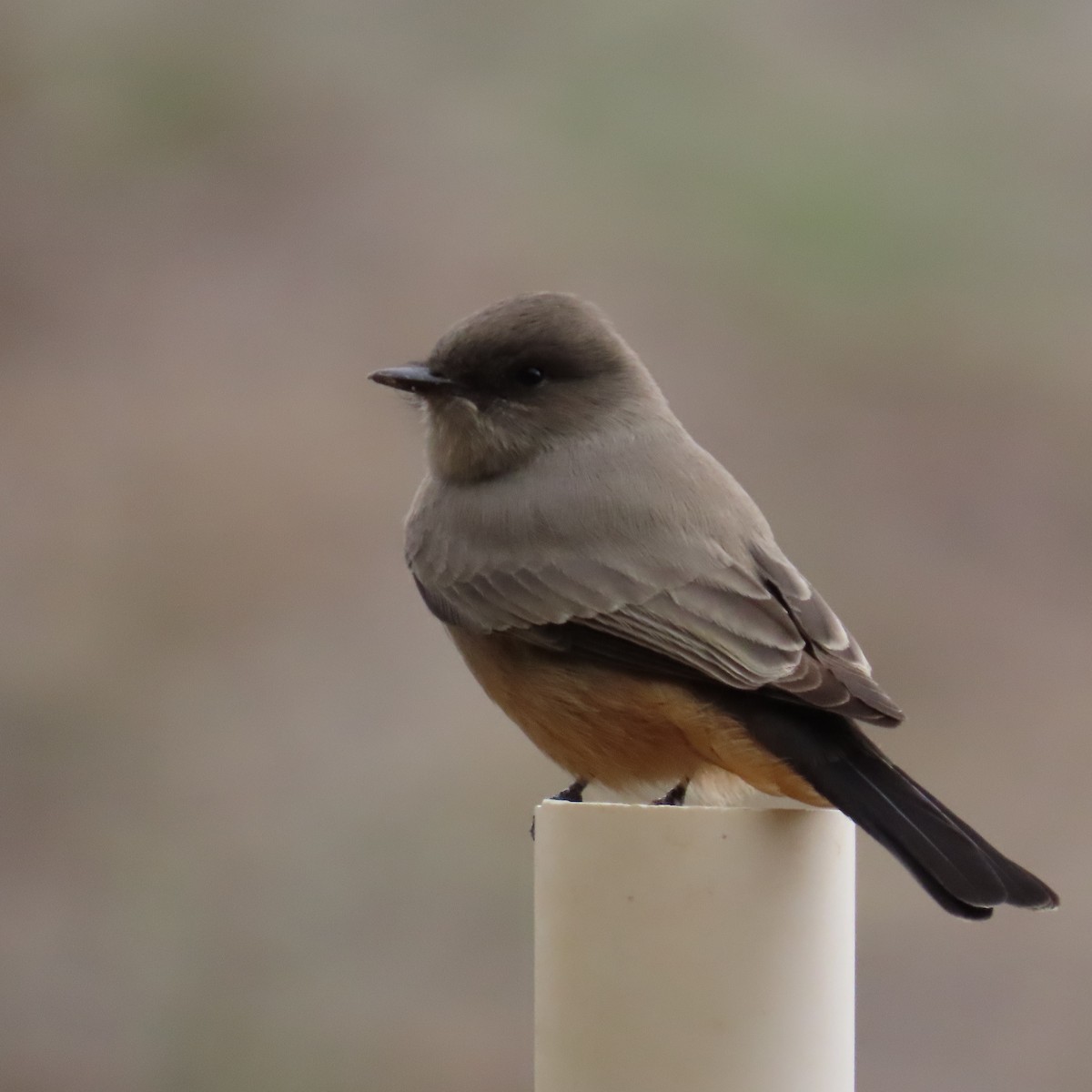 Say's Phoebe - ML642246688