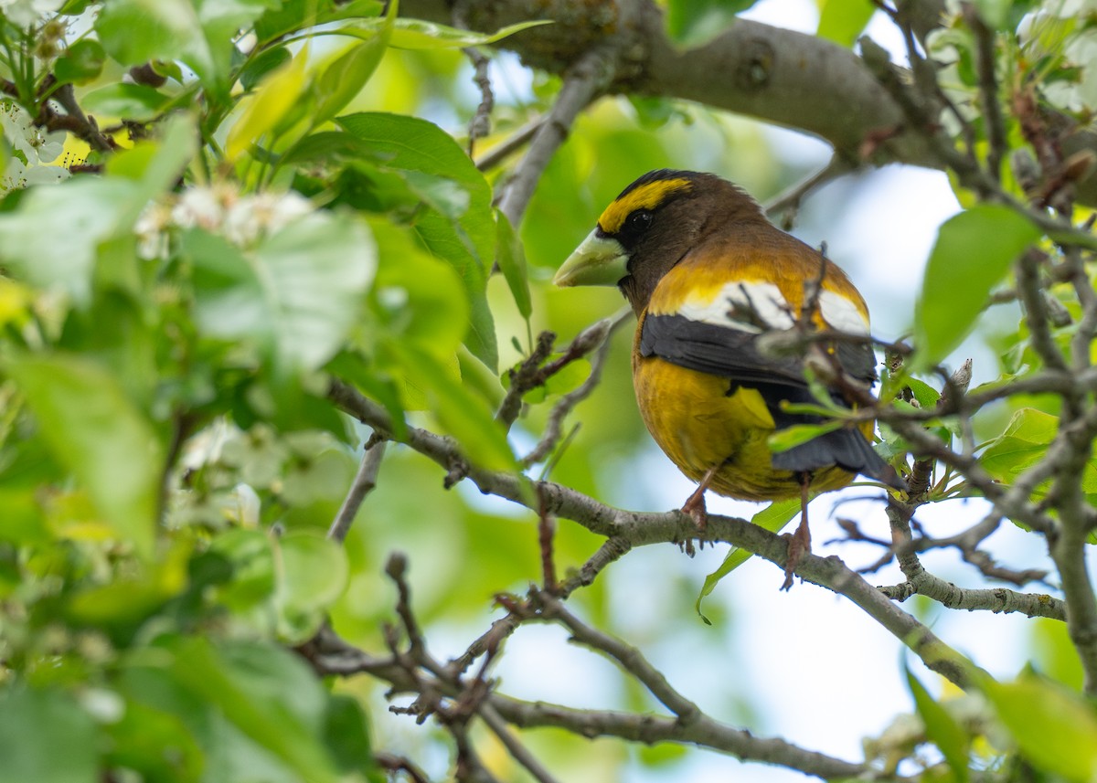Evening Grosbeak - ML642246696