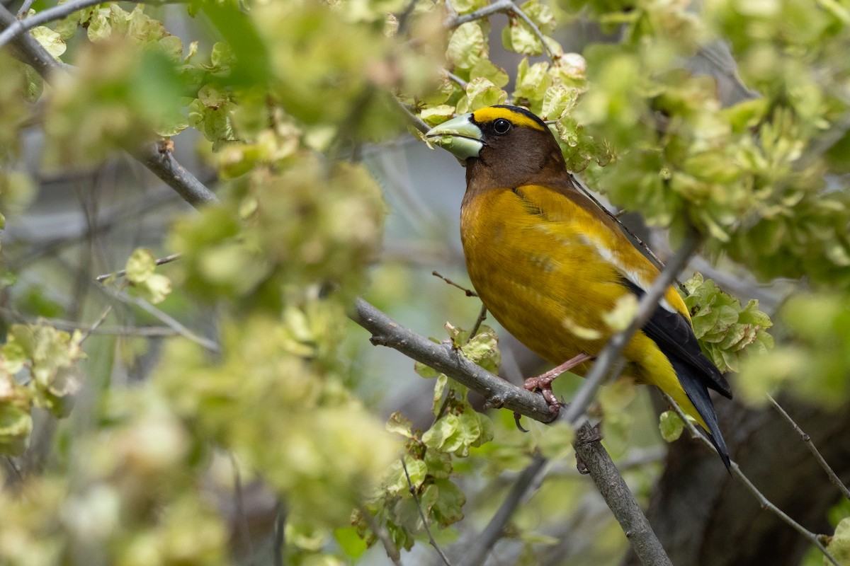 Evening Grosbeak - ML642246700