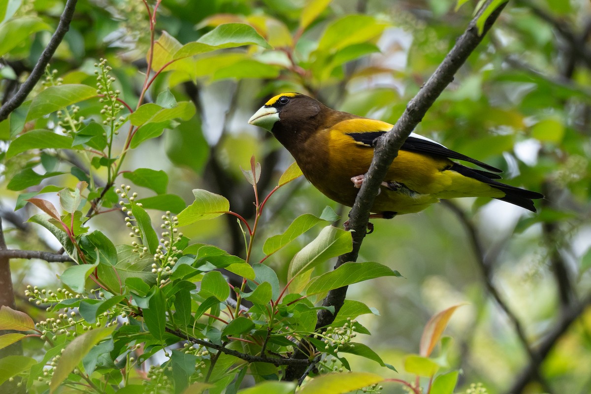 Evening Grosbeak - ML642246701