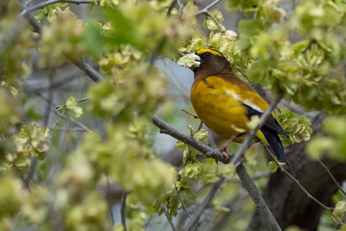 Evening Grosbeak - ML642246702