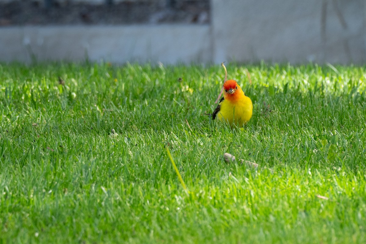 Western Tanager - ML642246715