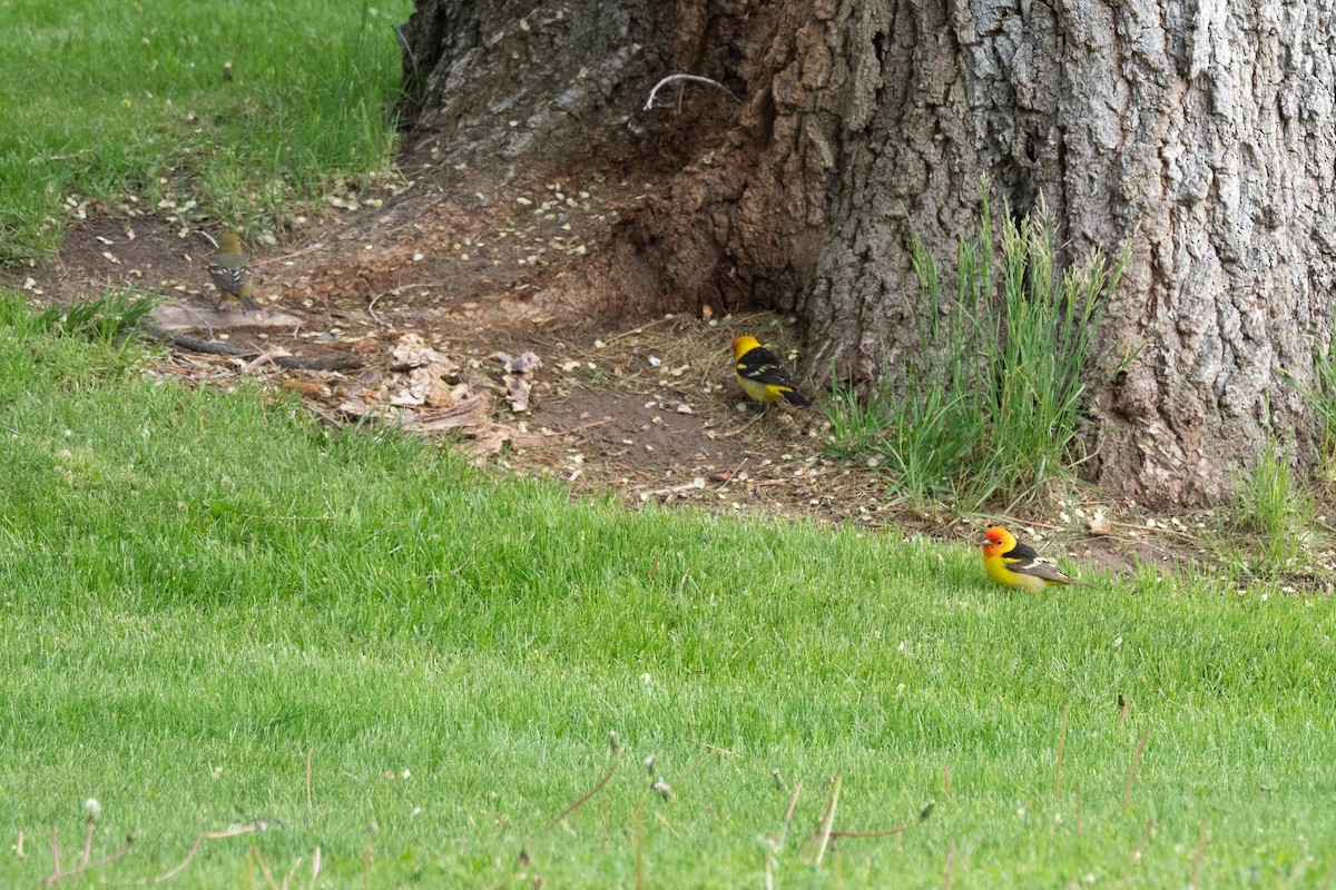 Western Tanager - ML642246716