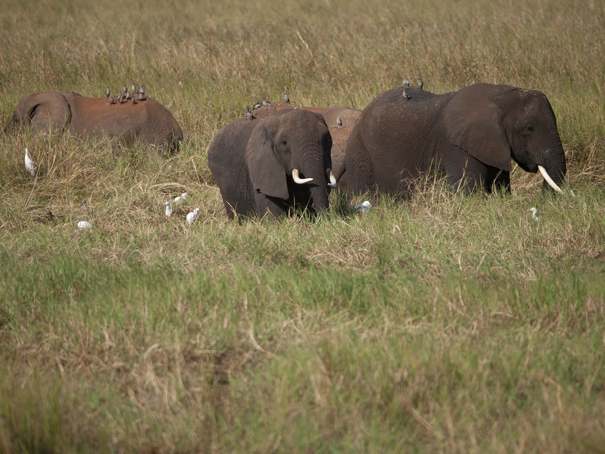Western Cattle-Egret - ML642246718