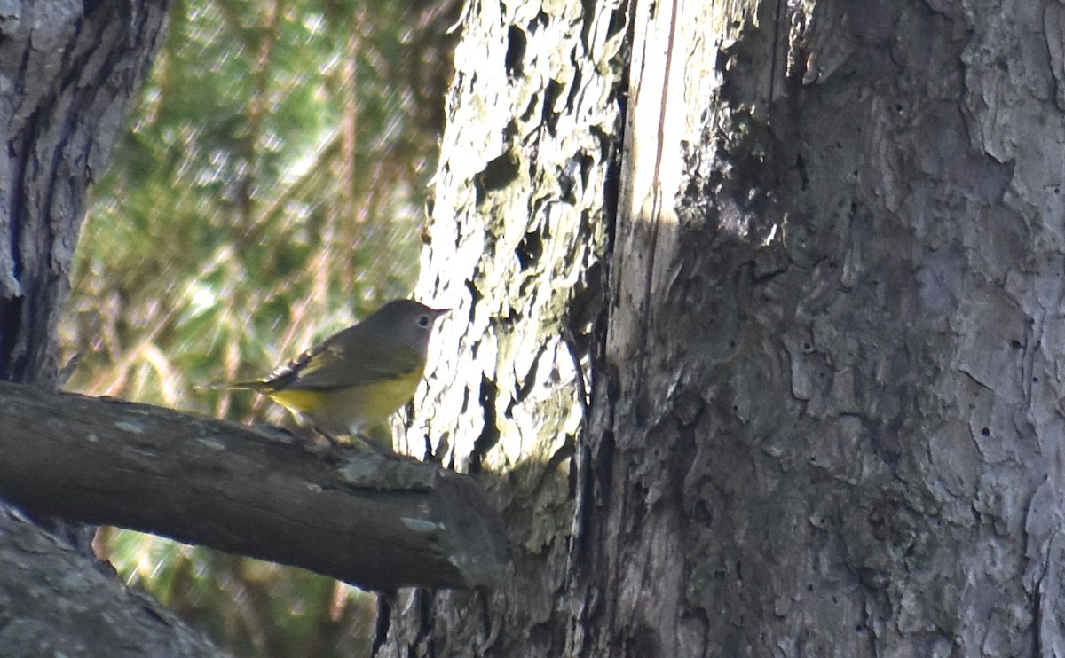 Nashville Warbler - ML642246744