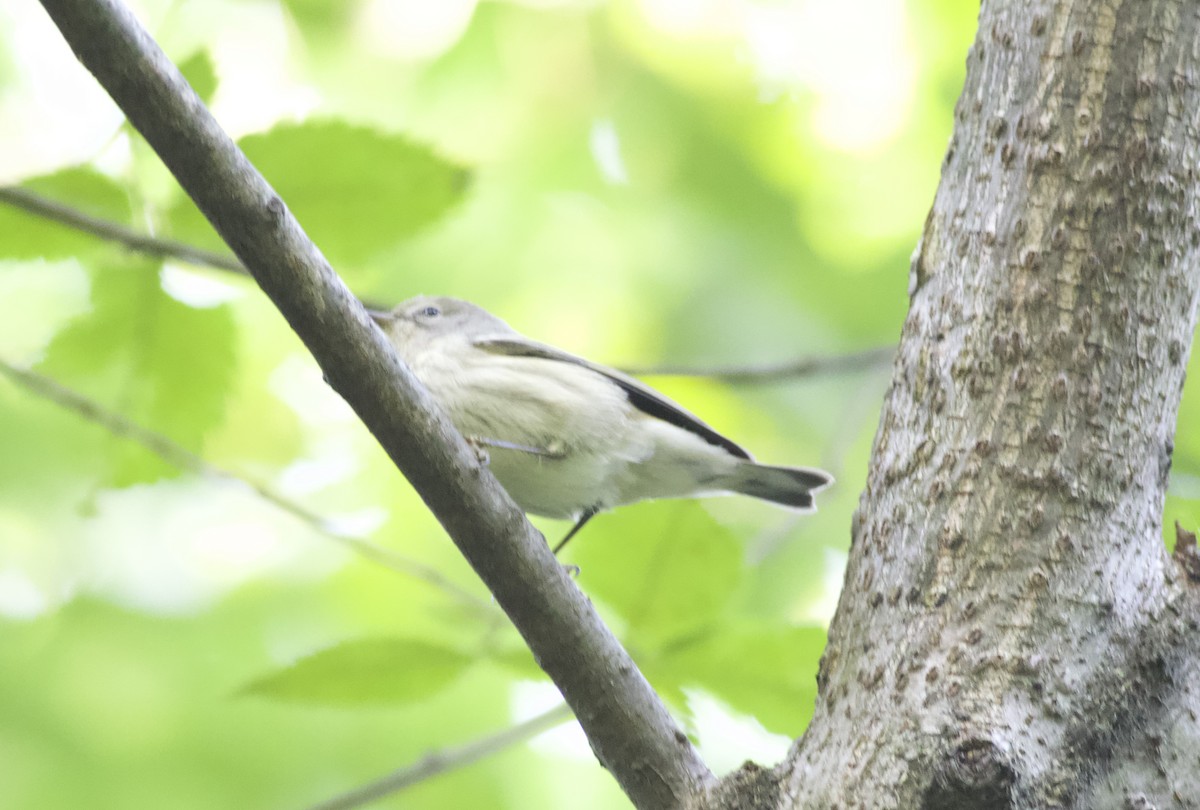 Paruline rayée - ML642246750