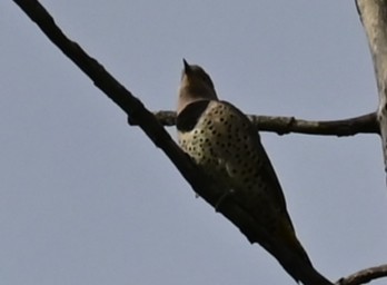 Pic flamboyant (auratus/luteus) - ML642246775