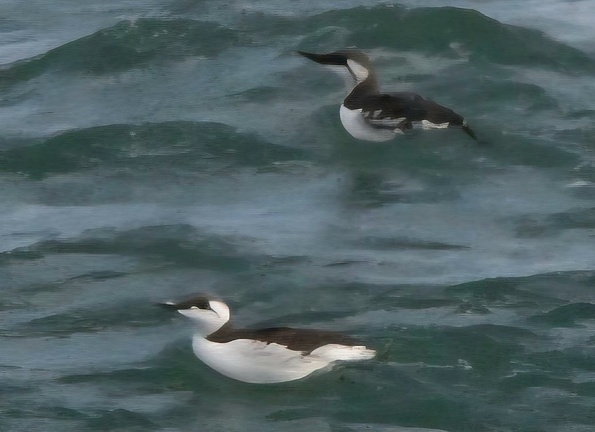 Guillemot marmette - ML642246784
