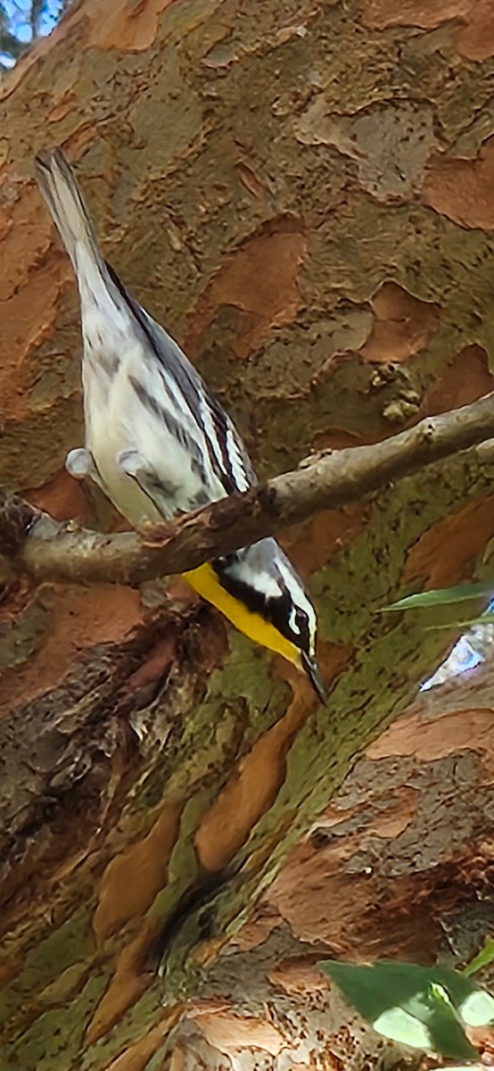 Goldkehl-Waldsänger - ML642246798