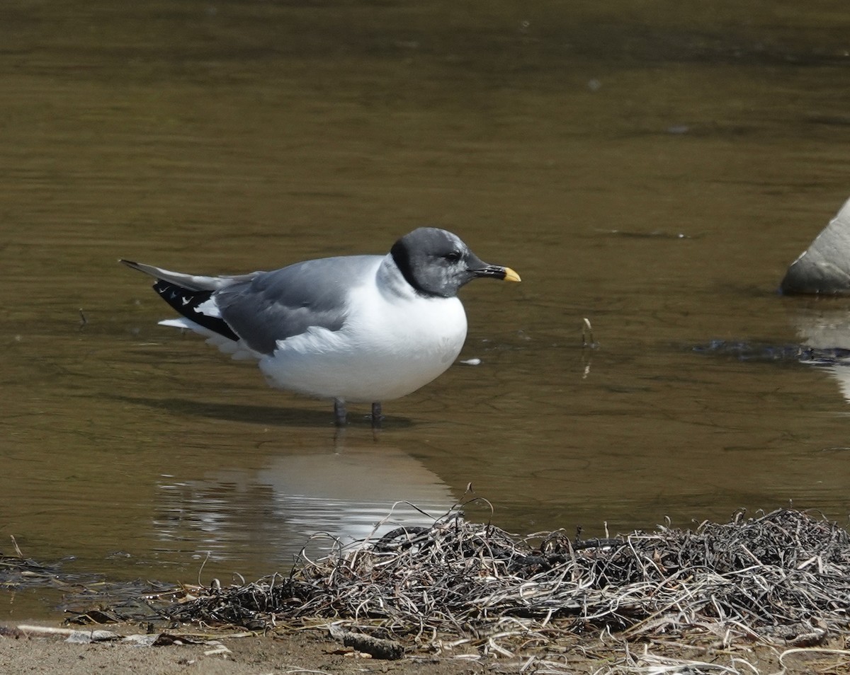 Sabine's Gull - ML642246826