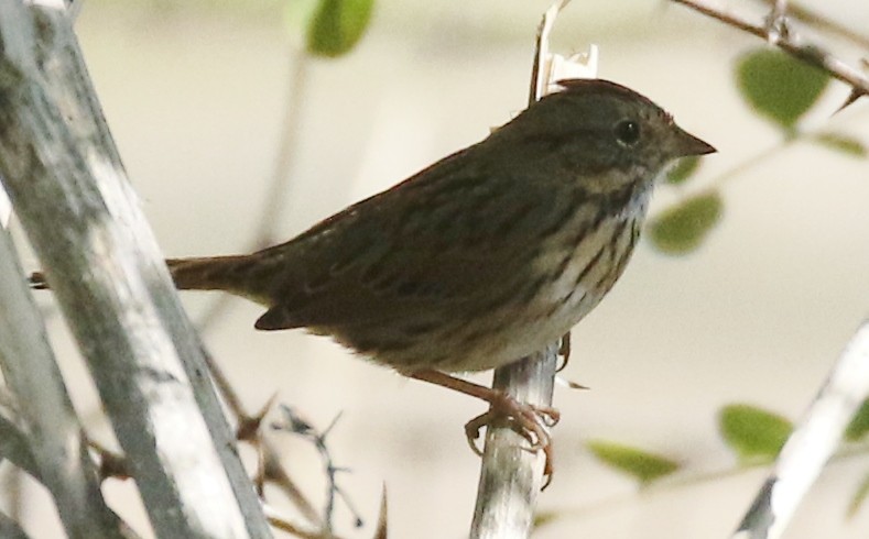 Lincoln's Sparrow - ML642246831