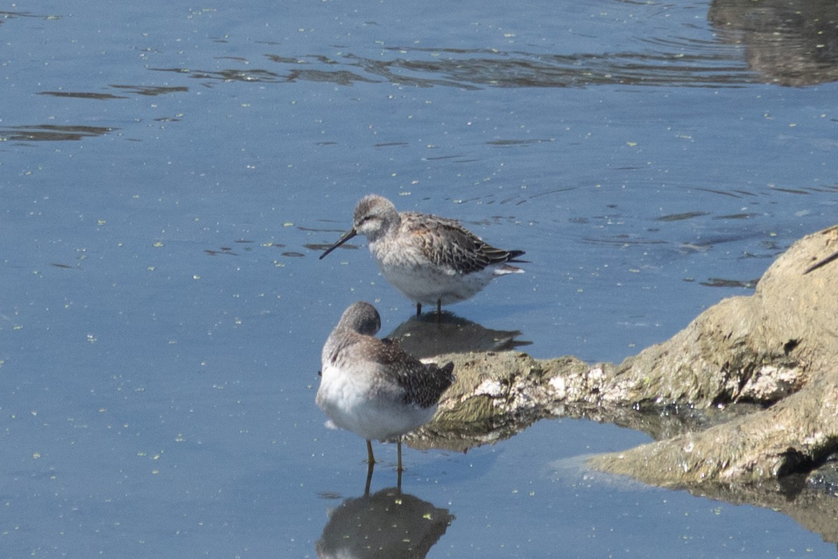 Stilt Sandpiper - ML642246840