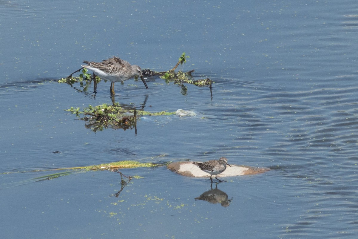 Stilt Sandpiper - ML642246841